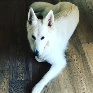 Meet your Posher, Dina